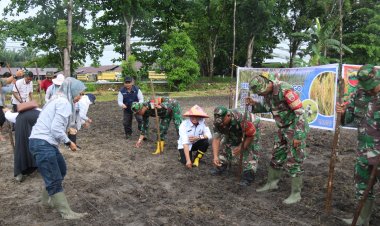 Wujud Nyata Dukung Ketahanan Pangan, Kodim 0301 Tanam Padi Gogo