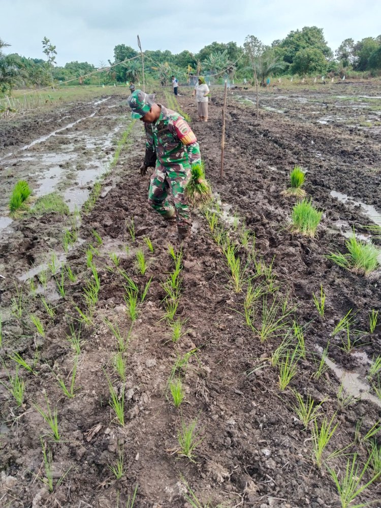 Babinsa Kodim 0301/Pbr Tanam Padi Gogo di Sibam,Dukung Ketahanan Pangan