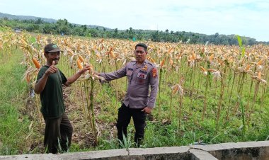 Polsek Kampar Kiri Periksa Tanaman Jagung Kelompok Tani Presisi – Kondisi Bagus, Siap Panen Bulan Juni   