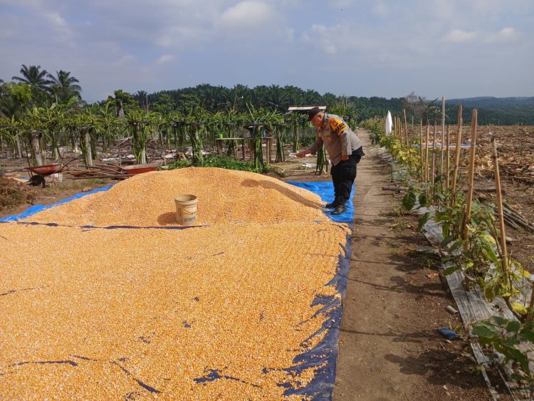 Pantau Pengeringan Jagung Pupil Bentuk Nyata Polsek Kampar Kiri Jadi Garda Terdepan Jaga Ketahanan Pangan